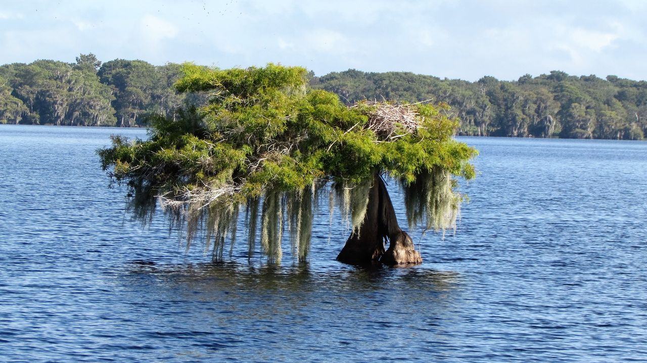 About Us | Blue Cypress Lake Tours